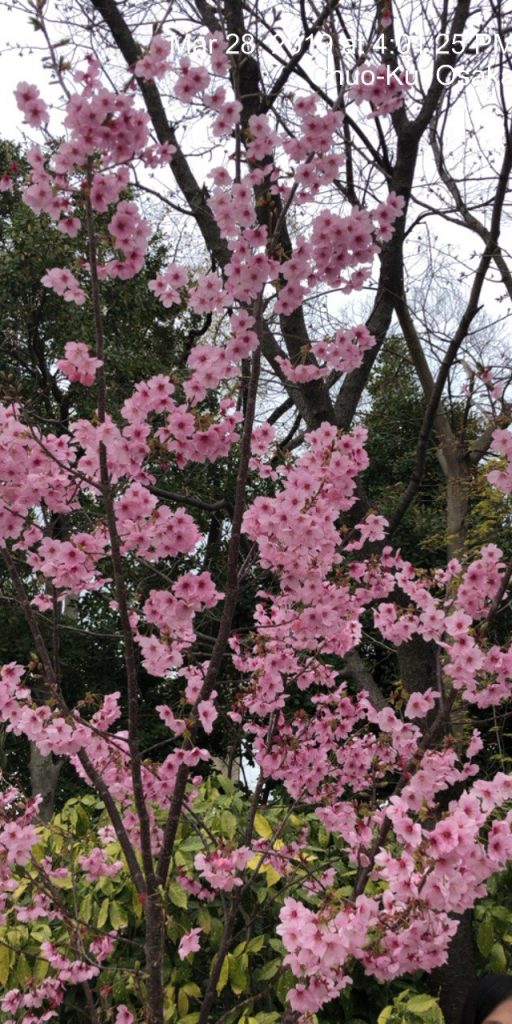 Hoa anh đào nở ở Nhật Bản - Gonatour