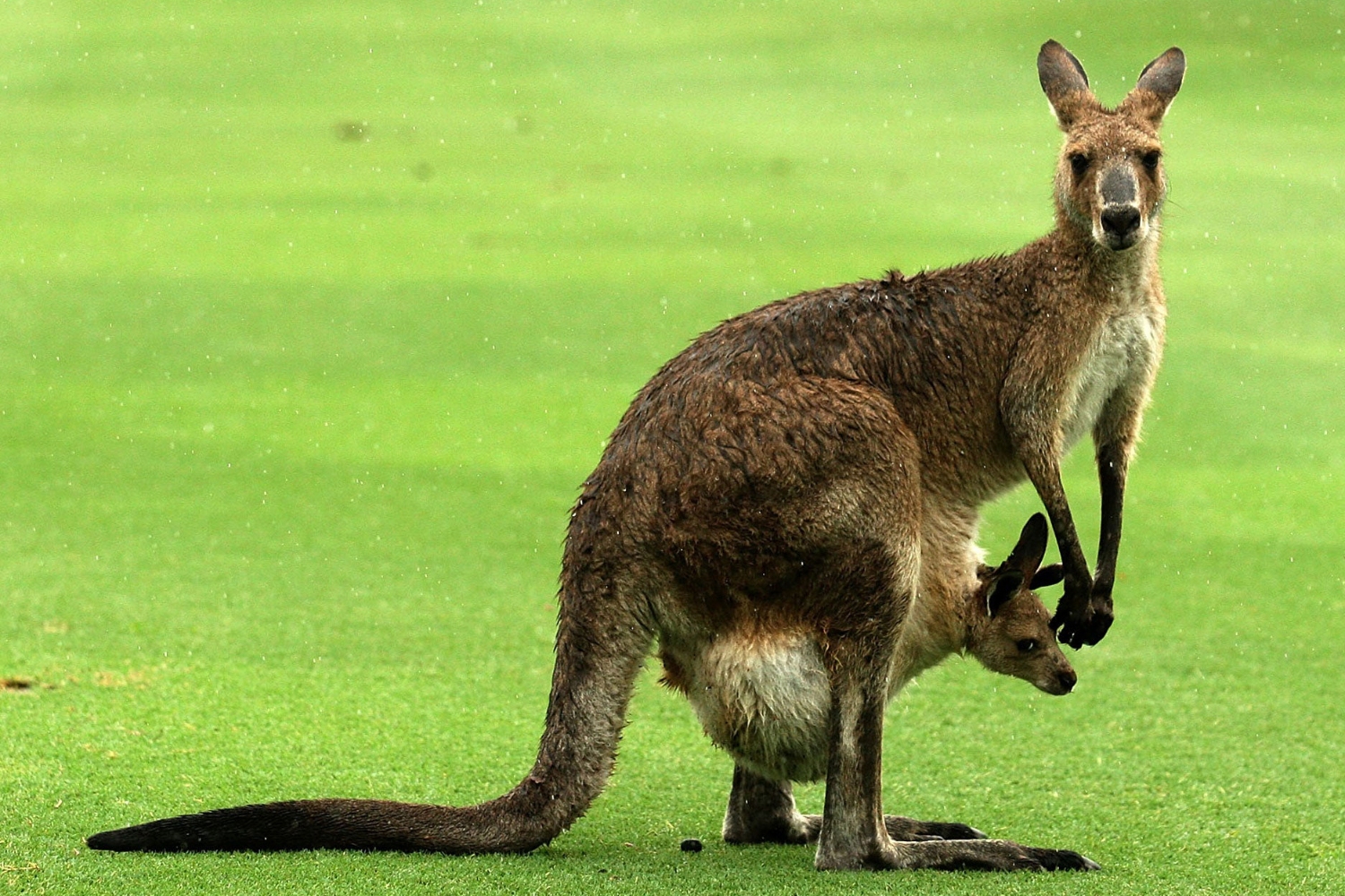 Kangaroo-uc