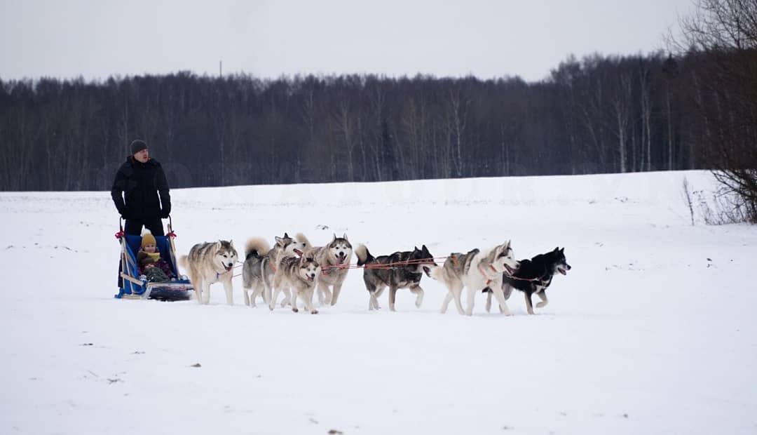 Du lịch trượt tuyết bằng xe kéo chó ở Nga