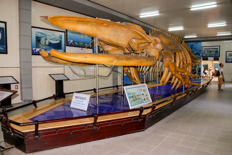 Bộ xương cá voi dài 18m ở Nha Trang