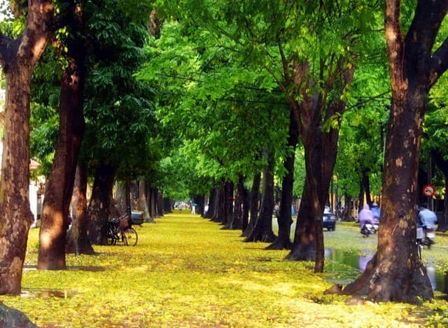 TOP 6 những con đường đẹp nhất Hà Nội