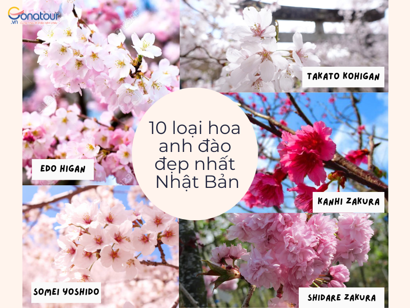 Hoa Anh Đào Nhật Bản: Phân loại, công dụng và mùa lễ hội ngắm hoa