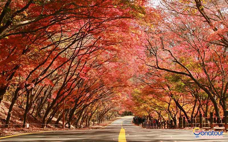 Mùa thu Hàn Quốc có gì đặc trưng?