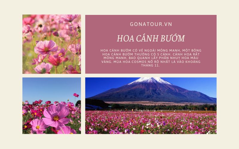 Mùa hoa cánh bướm Nhật Bản