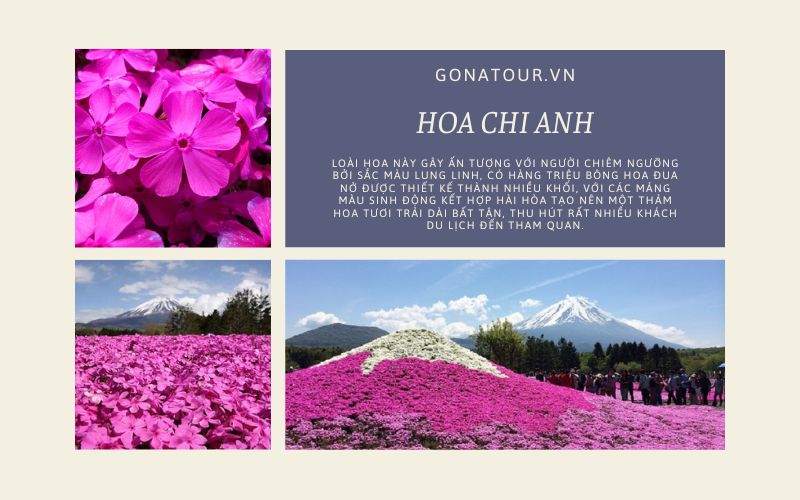 Mùa hoa chi anh Nhật Bản