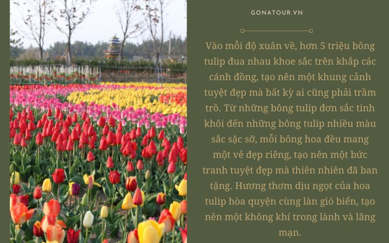 Những mùa hoa Hàn Quốc