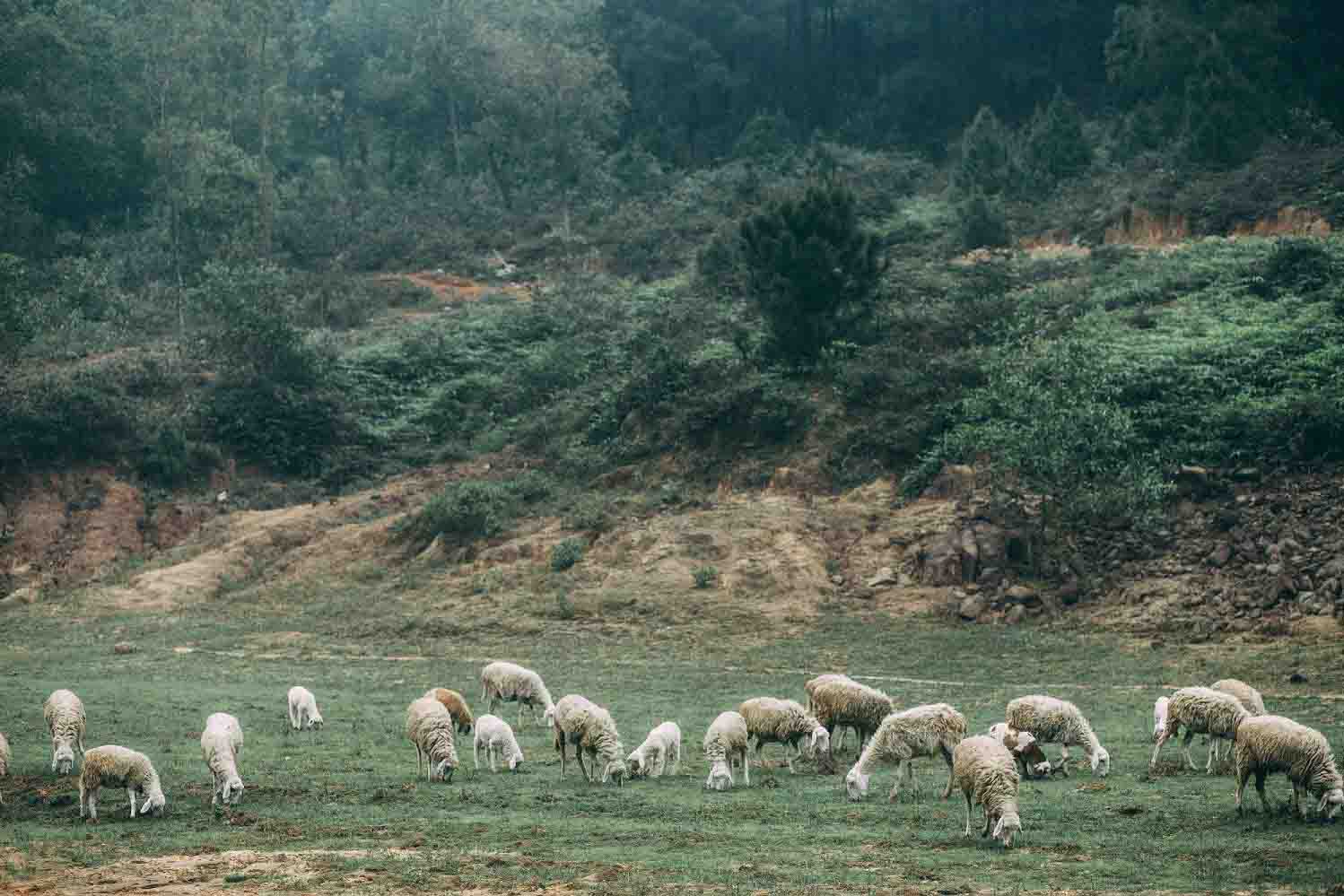 Cánh đồng Cừu Vũng Tàu
