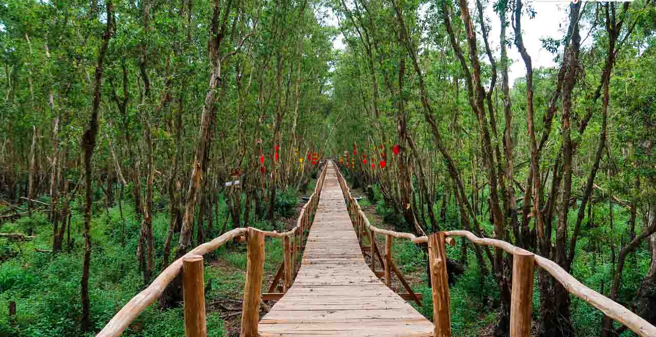Cầu gỗ tình yêu rừng Tràm Trà Sư