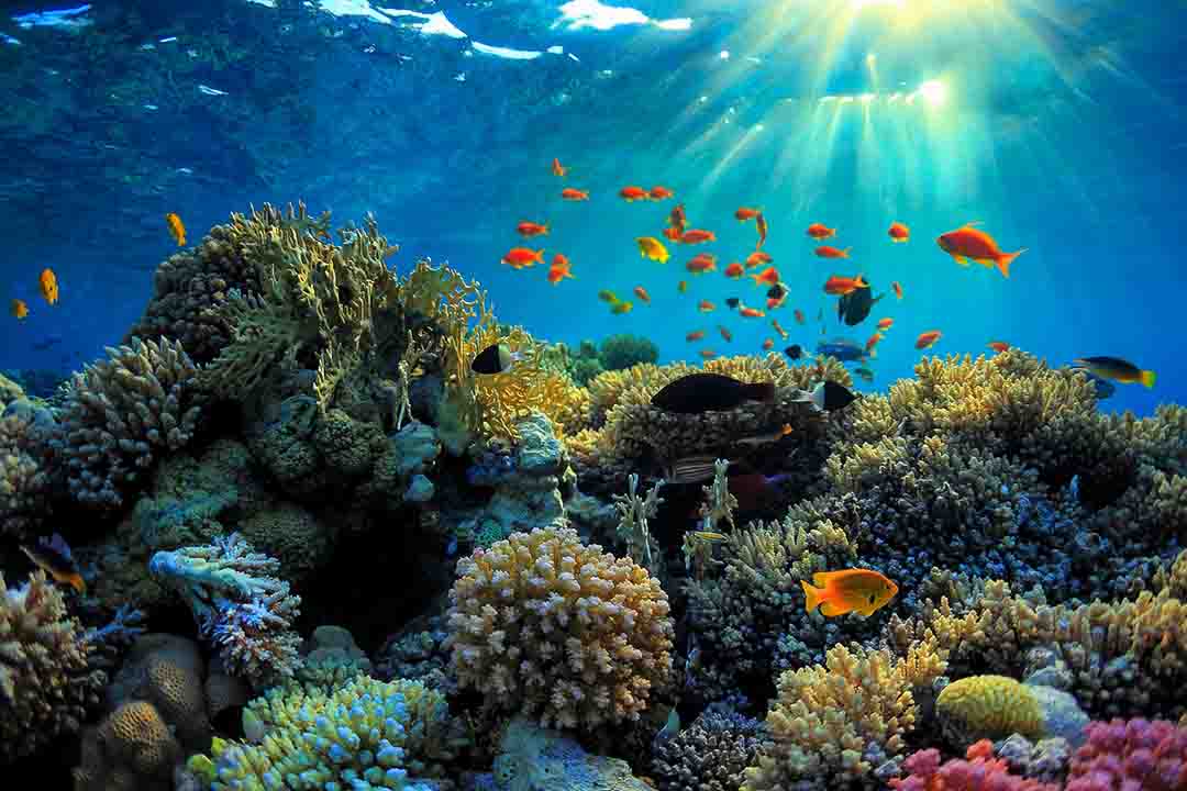 Lặn ngắm san hô - Côn Đảo