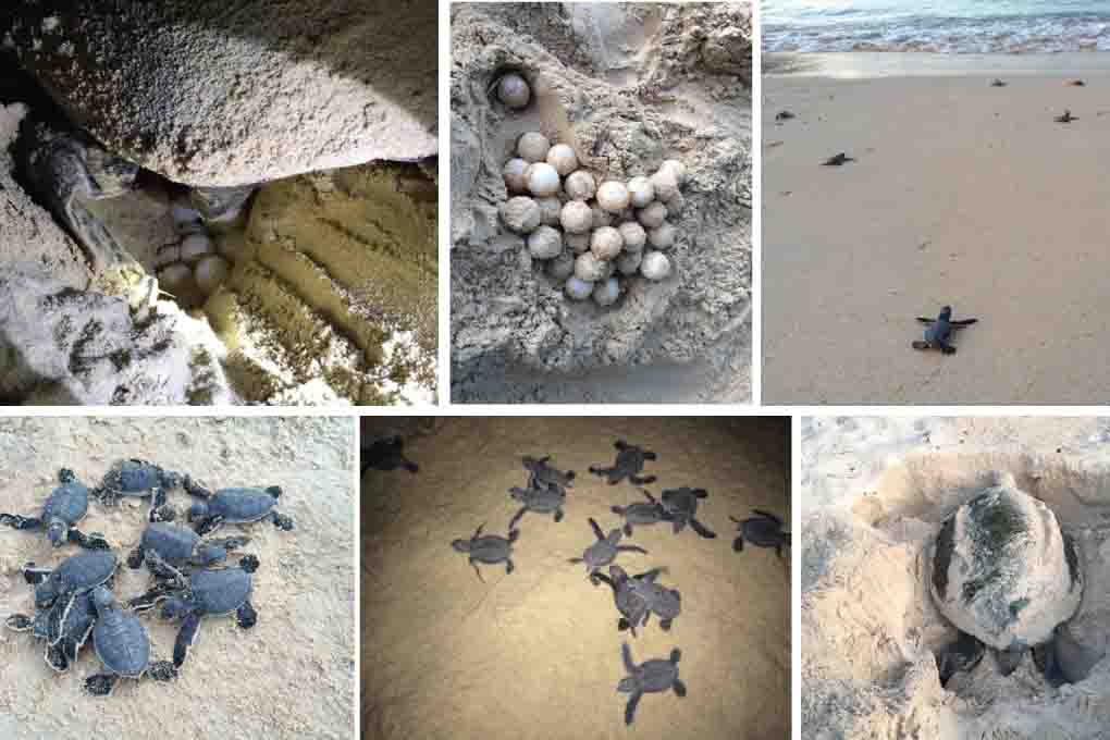 Xem rùa đẻ trứng ở Côn Đảo