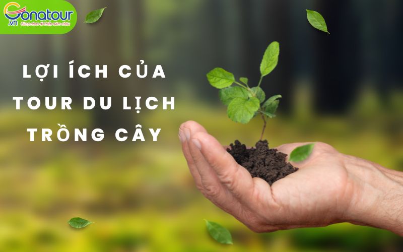 Tour du lịch trồng cây