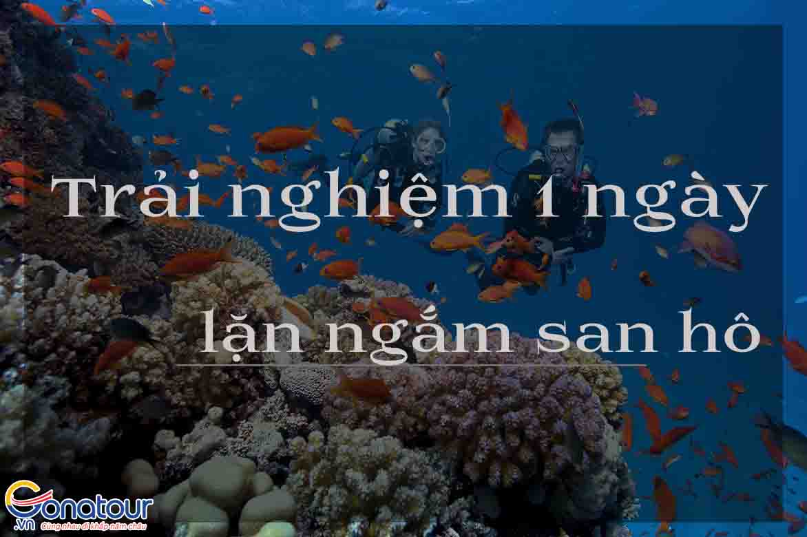 Trải nghiệm lặn ngắm san hô tại những vùng biển đẹp nhất Việt Nam