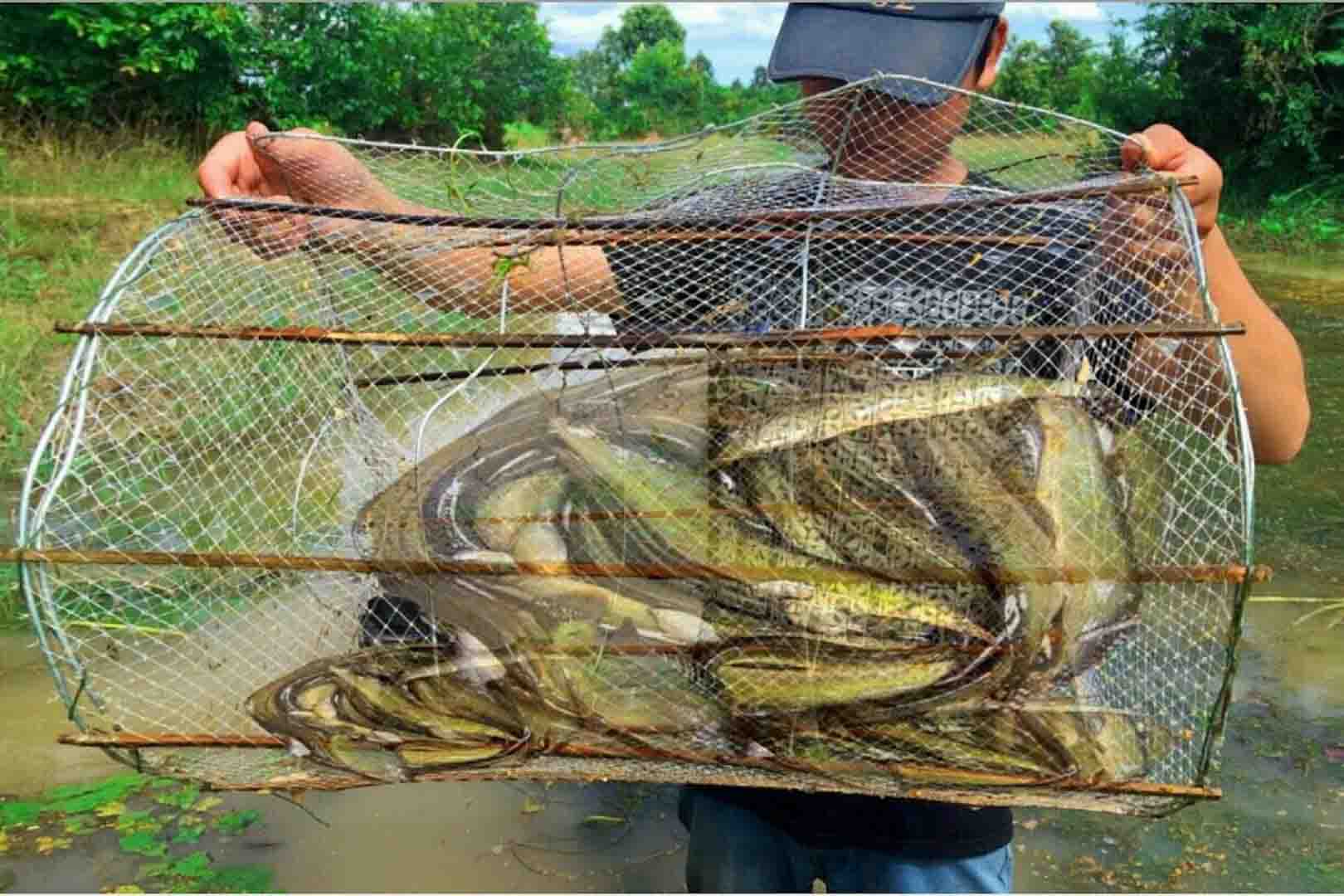 Thu hoạch cá chạch mùa nước nổi