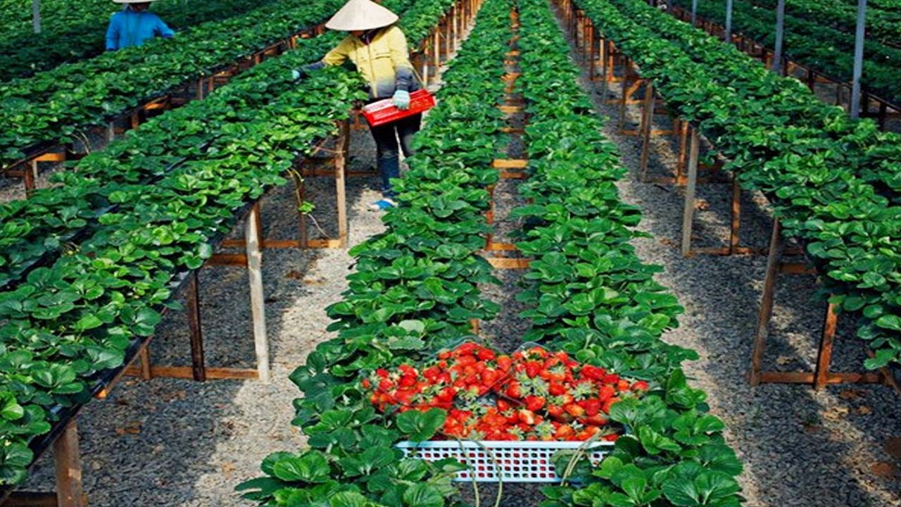 Vườn dâu công nghệ cao Phước Lộc