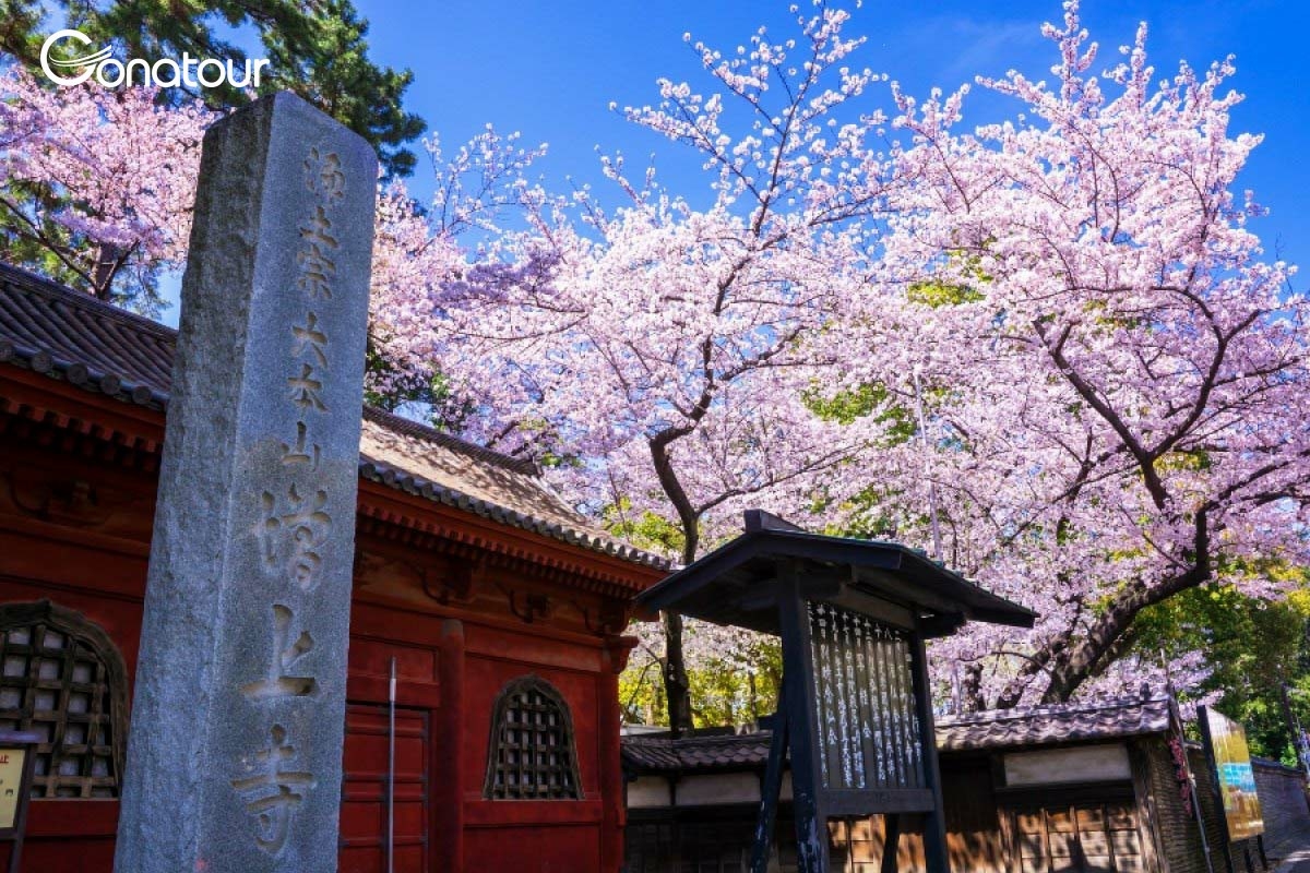Trải nghiệm phong tục ngắm hoa anh đào của Nhật Bản