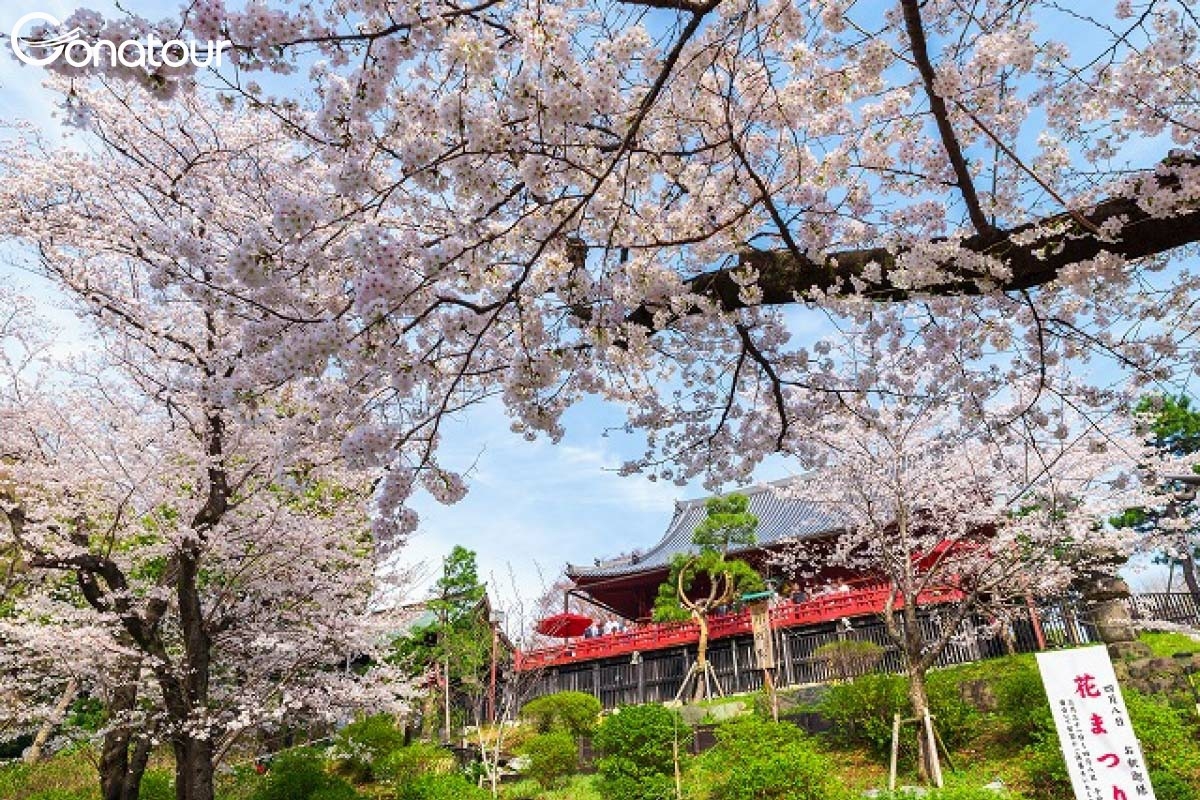 Ngắm Hoa Anh Đào tại Đền Toshogu