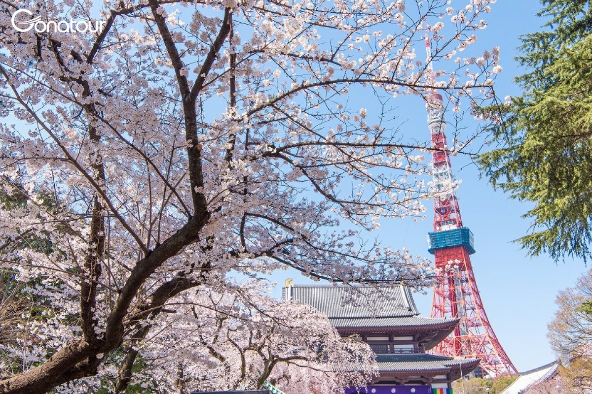 khung cảnh tượng trưng cho Tokyo vào mùa xuân tại Đền Zojoji, nơi có hoa anh đào cạnh tranh với Tháp Tokyo