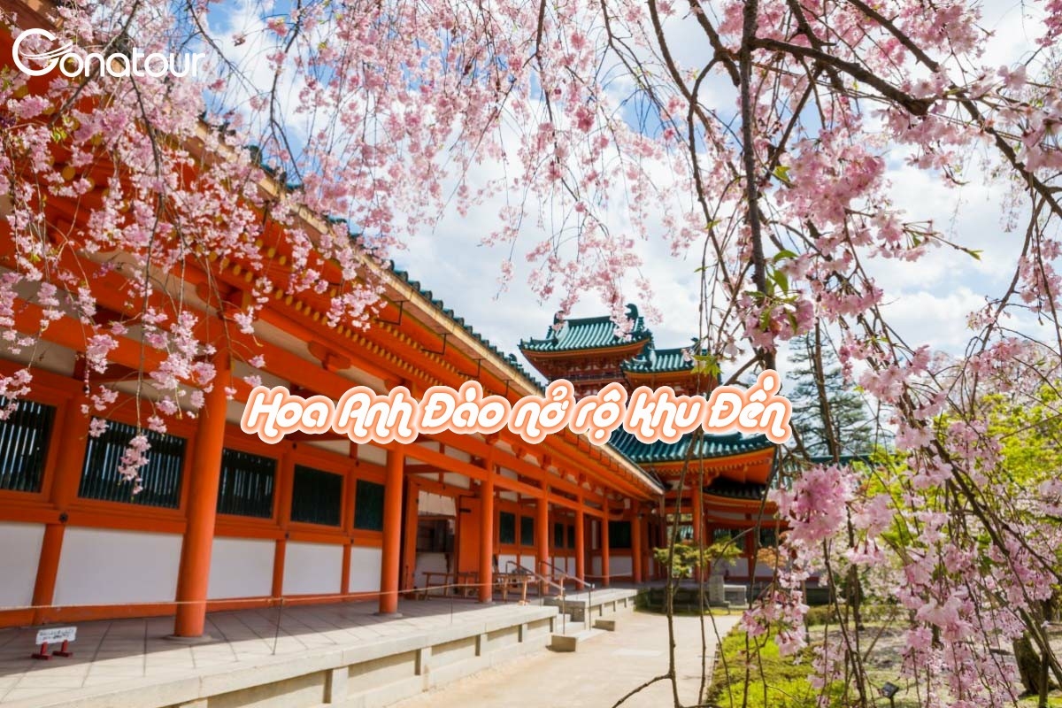 Ngôi đền biểu tượng của Kyoto lộng lẫy trong màu hồng nhạt