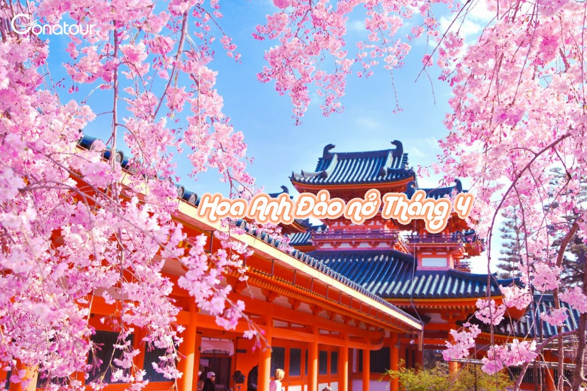 Hoa anh đào tỏa sáng ở những Khu vườn và đền chùa đúng là phong cảnh của Kyoto