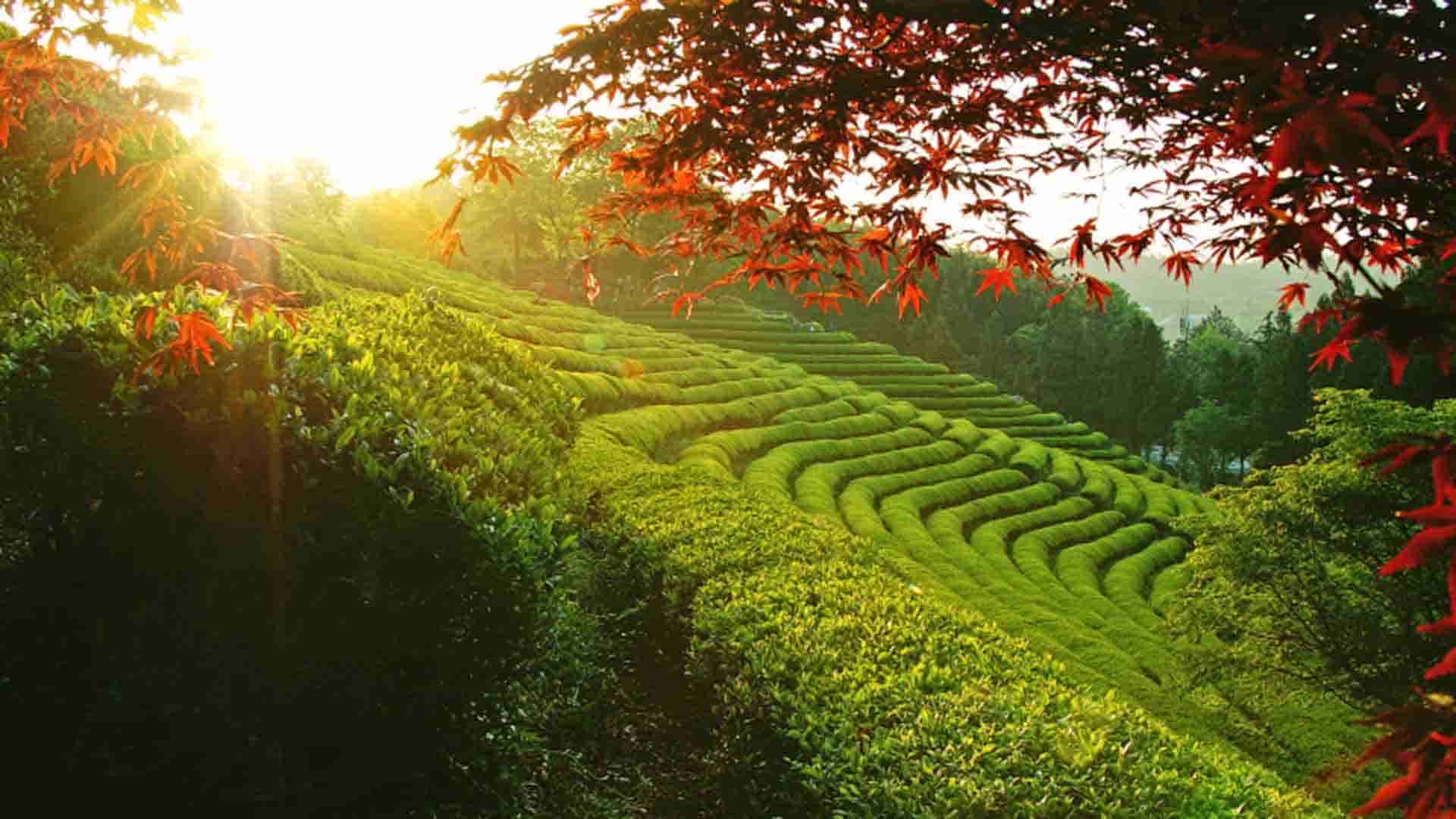Lễ hội trà xanh Boseong Hàn Quốc