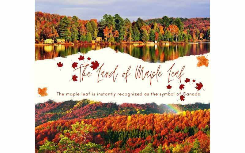 The land of Maple Leaf