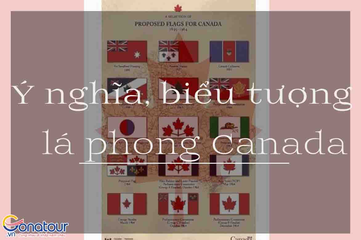 Tìm hiểu vì sao lá phong Canada là biểu tượng nước Canada