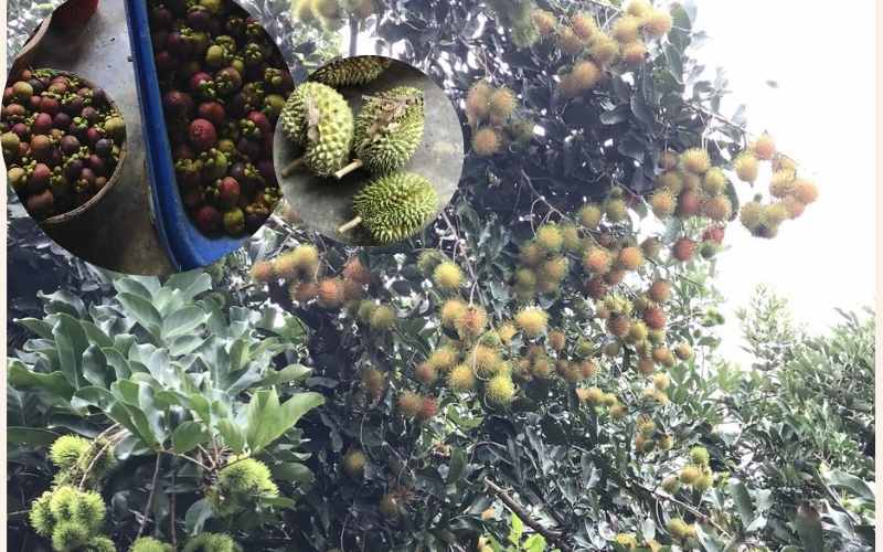 Làng Vườn Trái Cây Bình Mỹ Củ Chi Sài Gòn