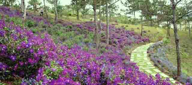 rừng sim Tây Nguyên